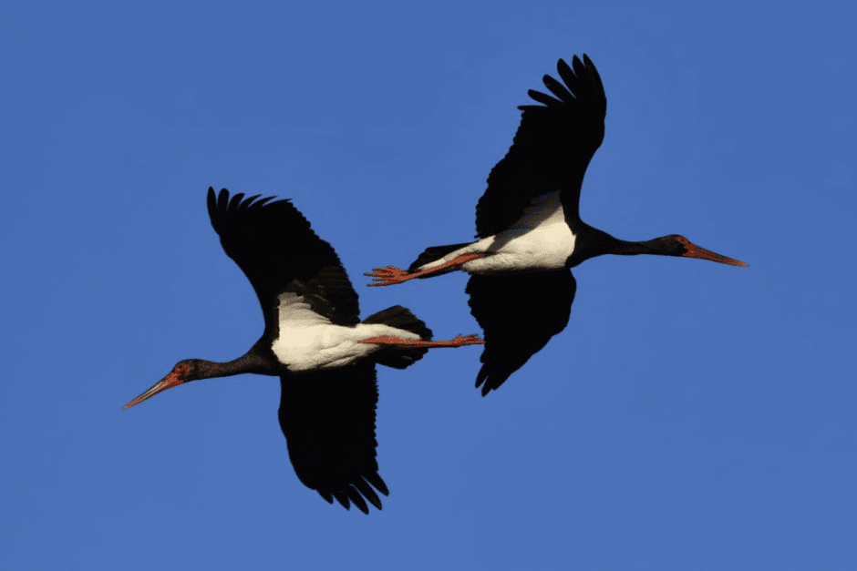 Черные аисты 1.png