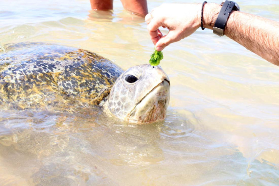 Черепахи Шри-Ланка.jpg