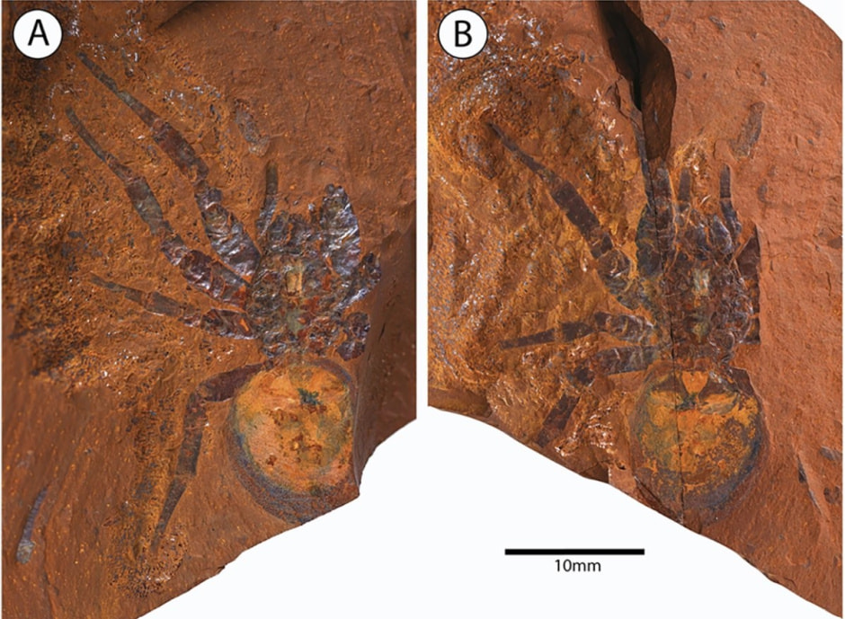 Паук в Австралии .jpg Паук в Австралии .jpg