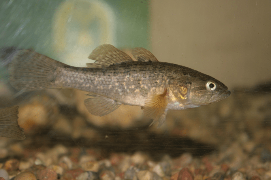 Ротан-головешка 5.png