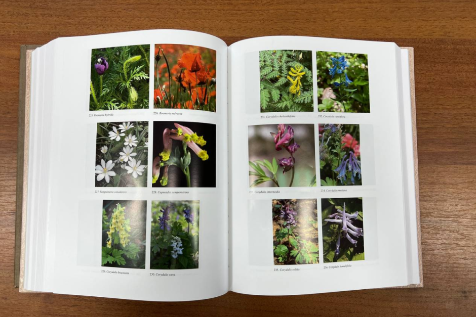 Флора Беларуси_4.png