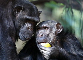 Как обезьяны научили людей переносить алкоголь, выяснили ученые