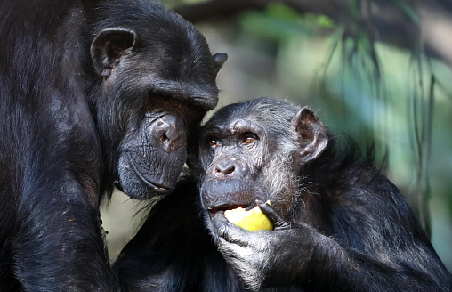 Свои стали чужими. Ученые описали гражданскую войну между шимпанзе