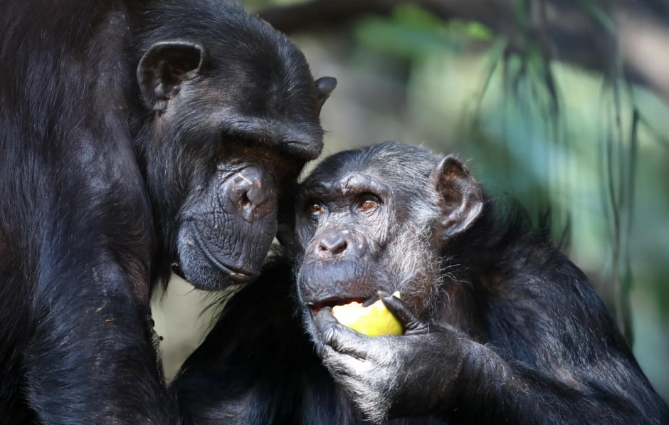 Шимпанзе с фруктом