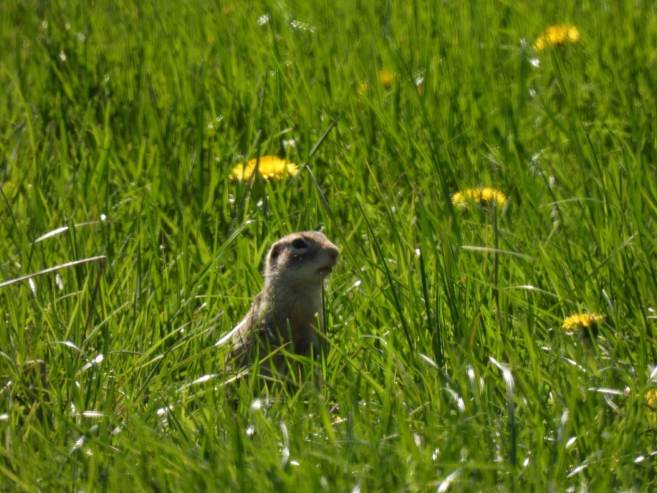 Наблюдаем за сусликами 15.jpg