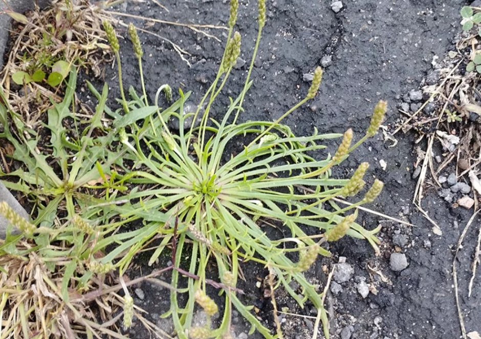 Подорожник в Беларуси