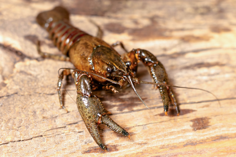 Речные раки 10.png