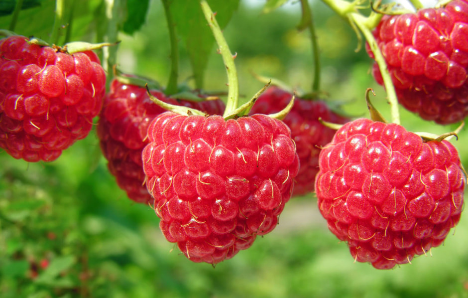 малина_-_копия.jpg малина_-_копия.jpg