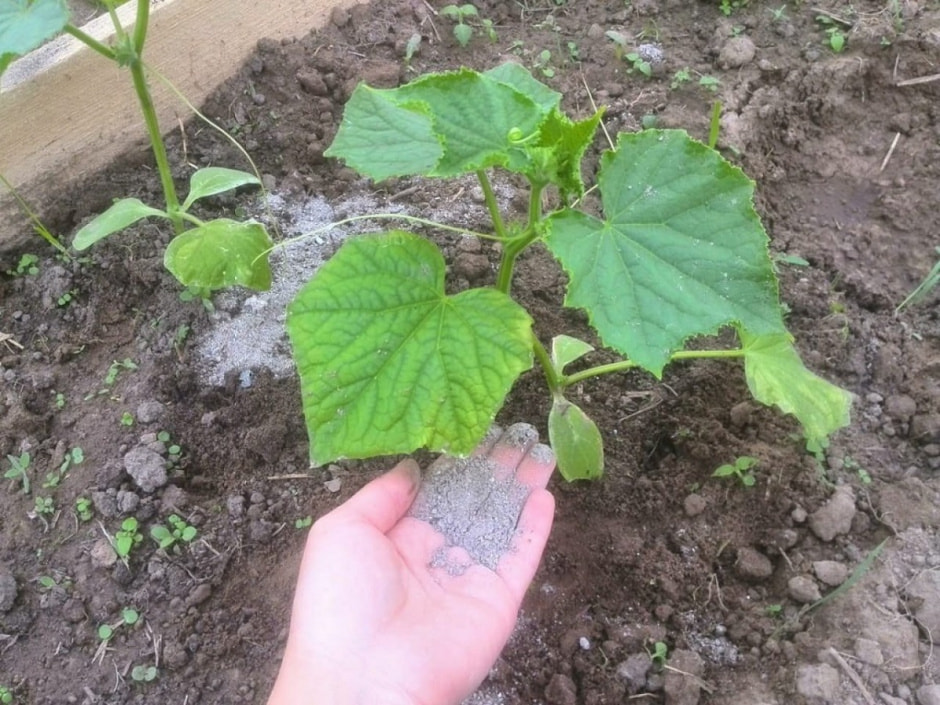 завязь, огурцы завязь, огурцы.jpg