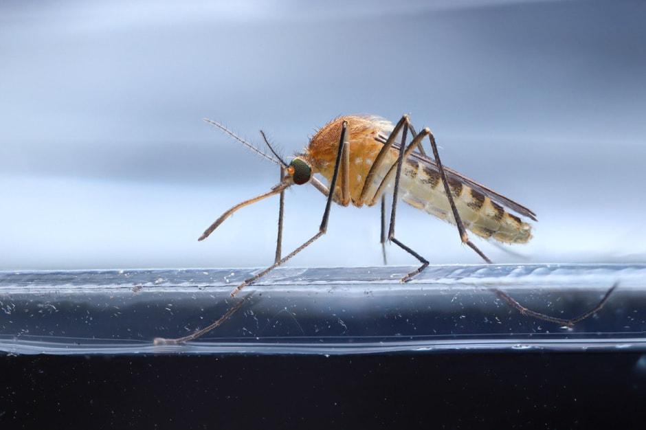 1-Комар рода Кулекс.jpg