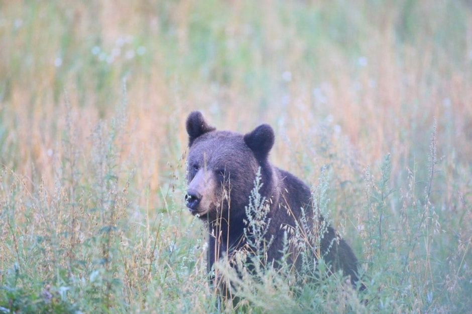 8-Медведь в поле.jpg