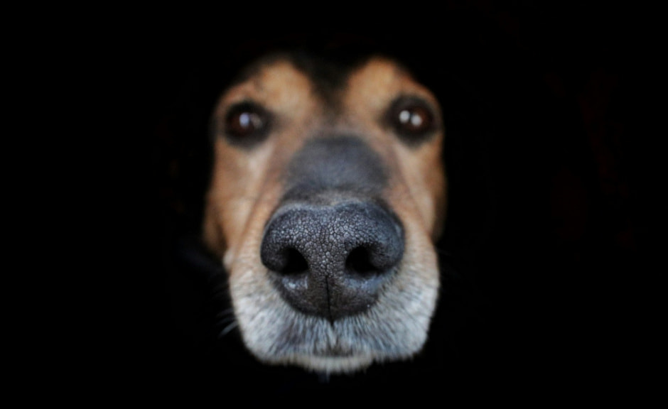 Что грозит за выгул собак без намордника, ответили в милиции.jpg