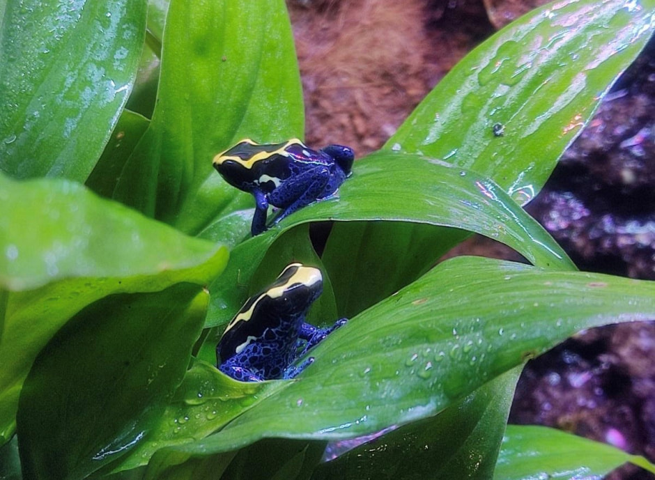 Домашние гады 6.jpg