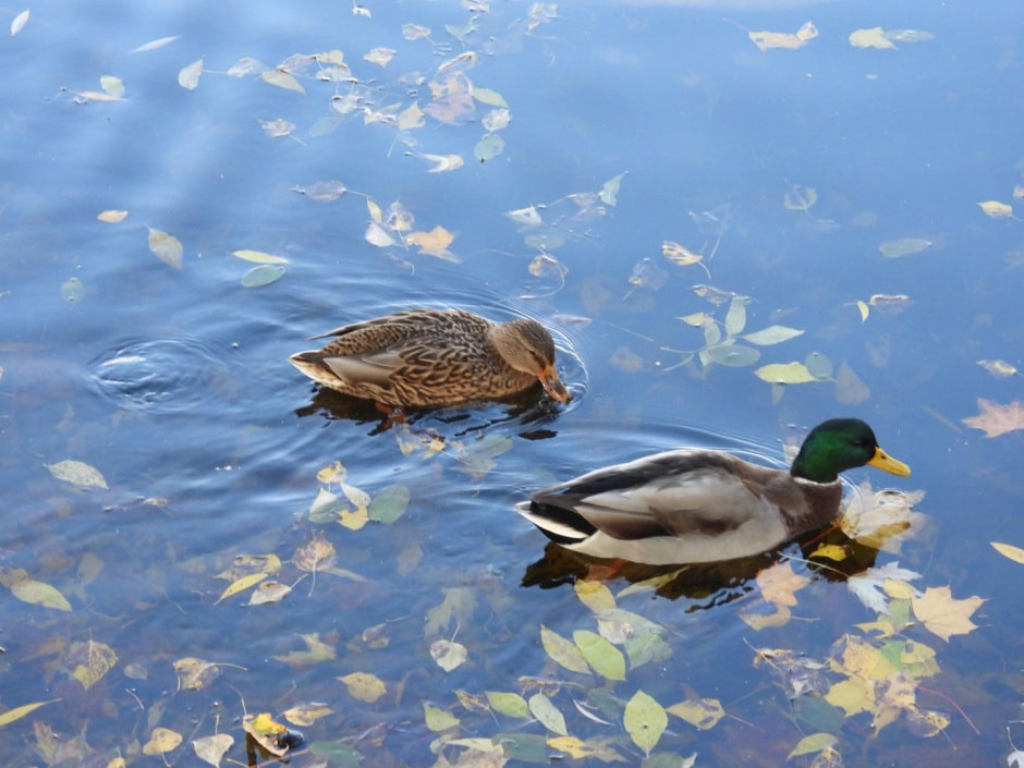 Водоплавающие птицы 14.jpg