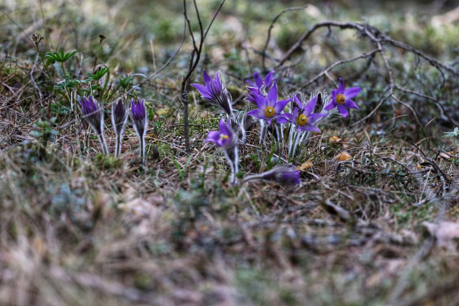 26-Сон-трава или прострел раскрытый.jpg