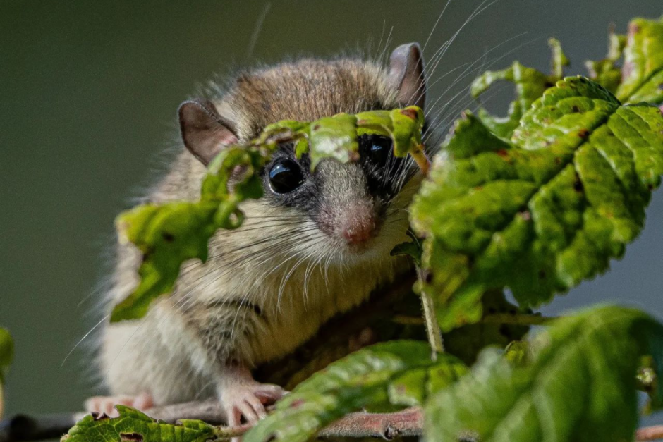 Соня-полчок 11.png