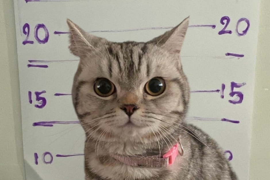 В Таиланде кошка укусила полицейского