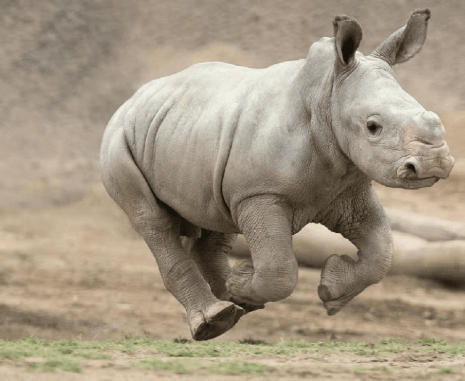 зоопарк Сан-Диего зоопарк Сан-Диего