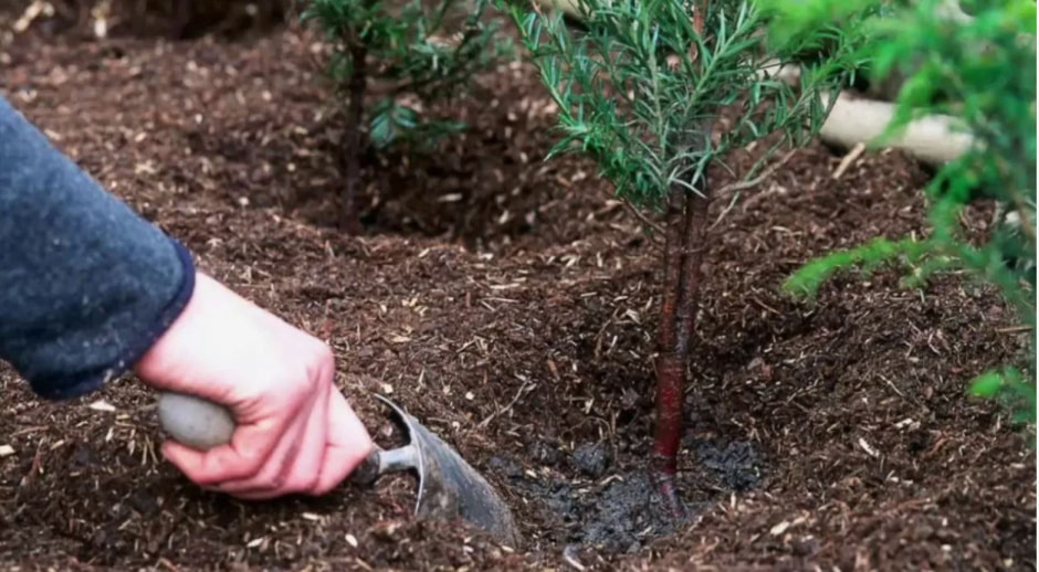 Сад-огород 5.jpg