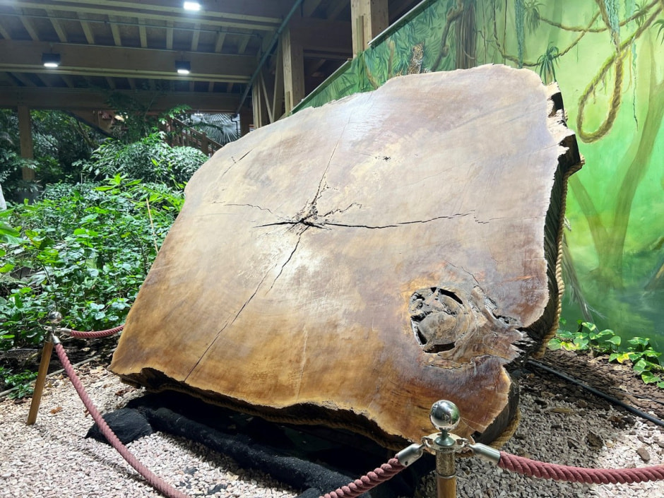 Крытый тропический лес 14.jpg