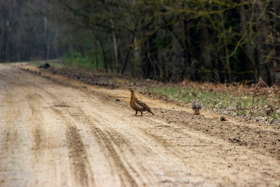 Заказник Выгонощанское 6.jpg