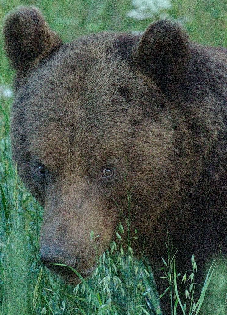 Медведь замечен за поеданием овса на поле — нагуливает запас жира.jpg Медведь замечен за поеданием овса на поле — нагуливает запас жира.jpg