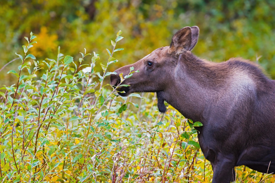 Экодуки и тоннели для животных 7.jpg