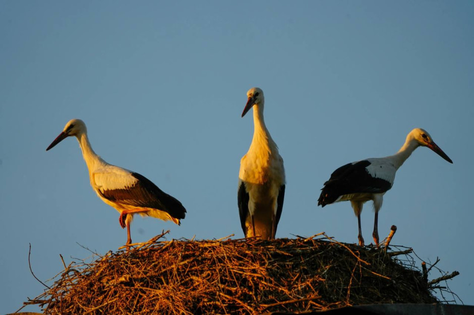Белый аист Шугалевская.jpg