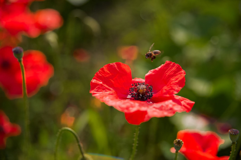 Лавандовый сад в Барово 21.jpg