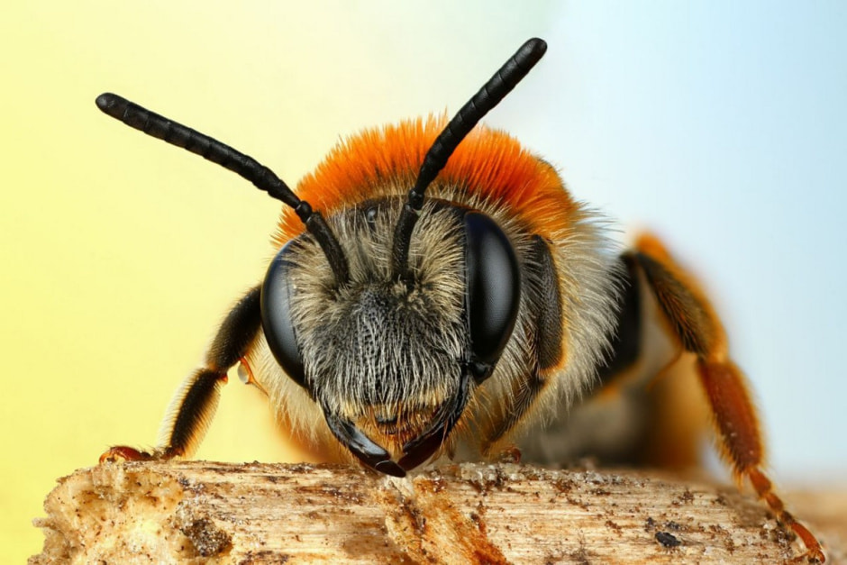 Фотограф насекомых 11.jpg