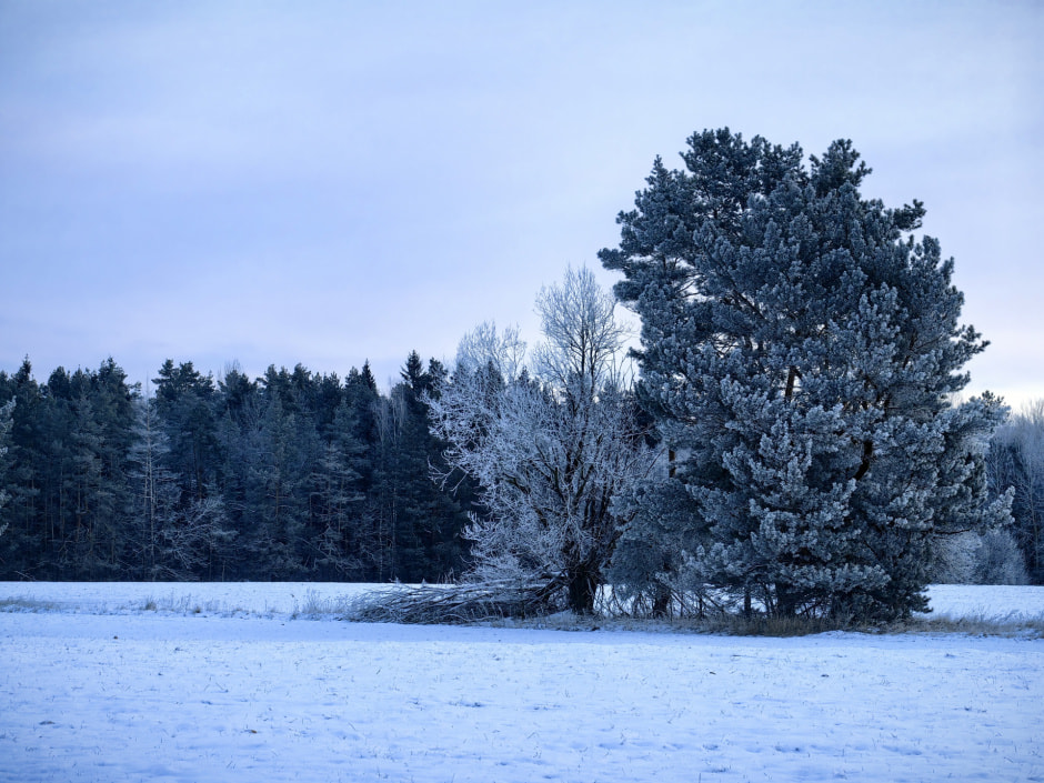 зима лес.jpg