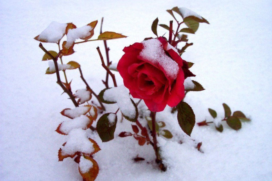 Как укрыть розы на зиму 1.jpg