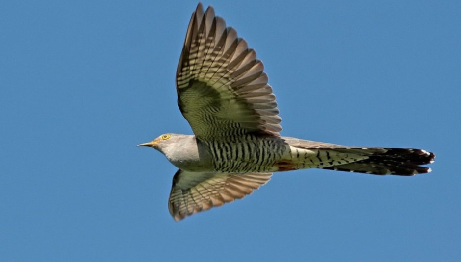 Зачем кукушка подрасывает яйца 6.jpg