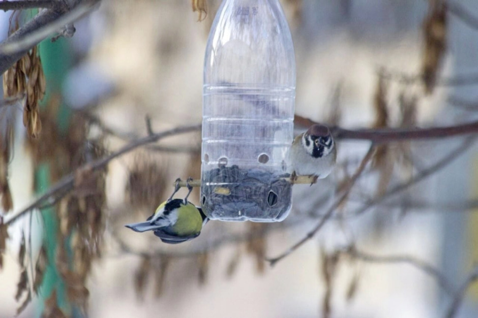 Подкармливаем птиц зимой 3.jpg