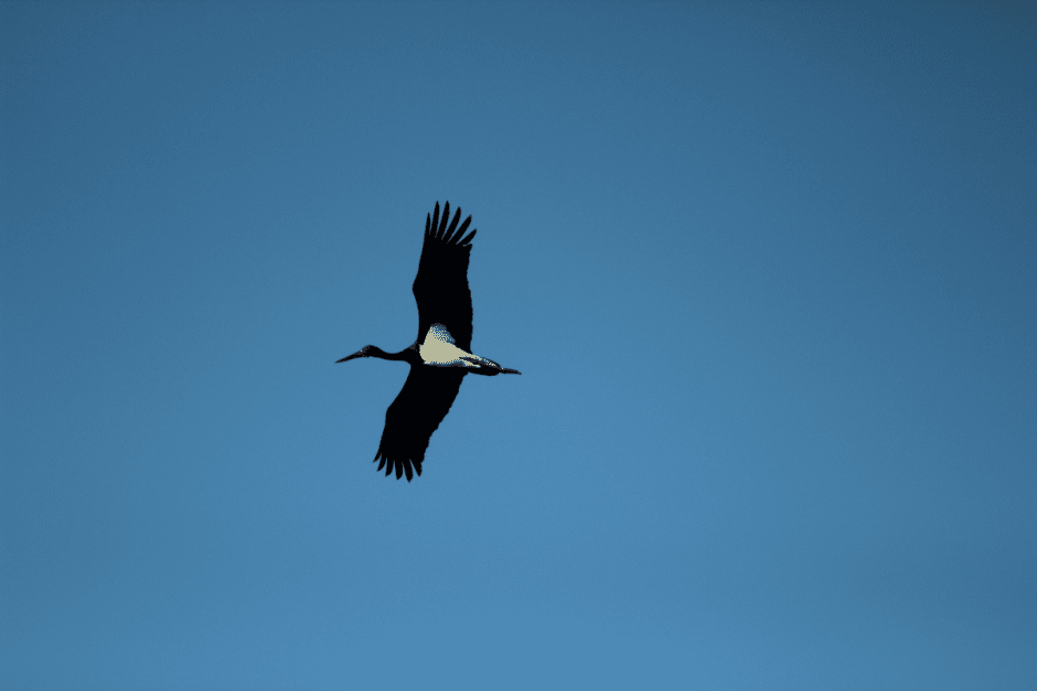 Черные аисты 5.png