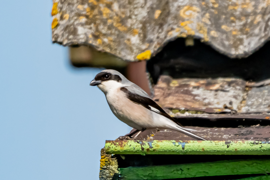 Сорокопут 4.png