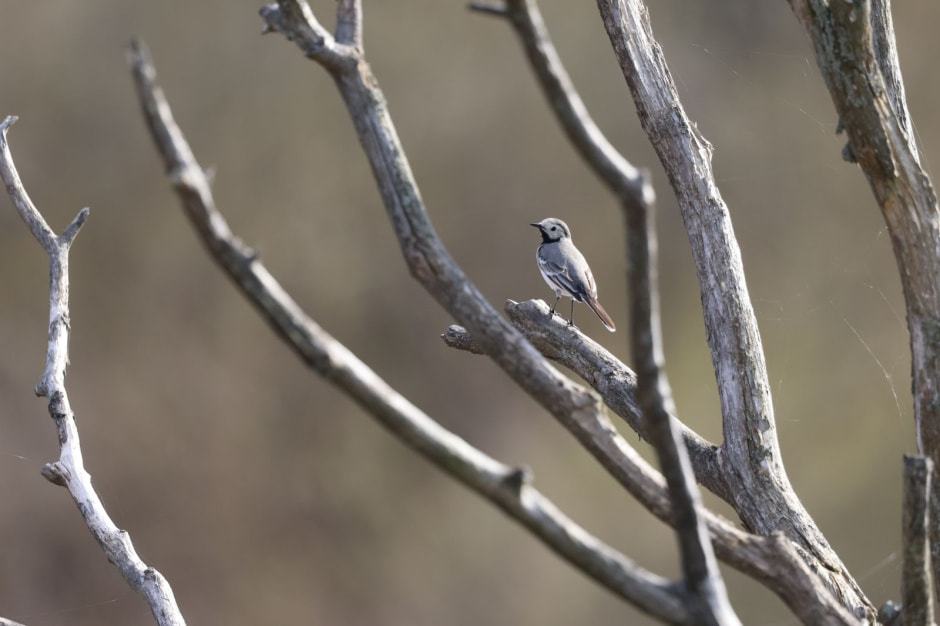 35-Белая трясогузка.jpg