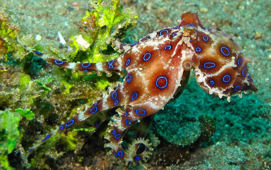 Синекольчатый осьминог.jpg