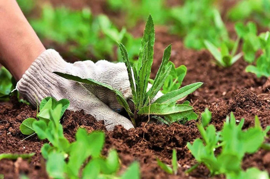 Травы-оборотни