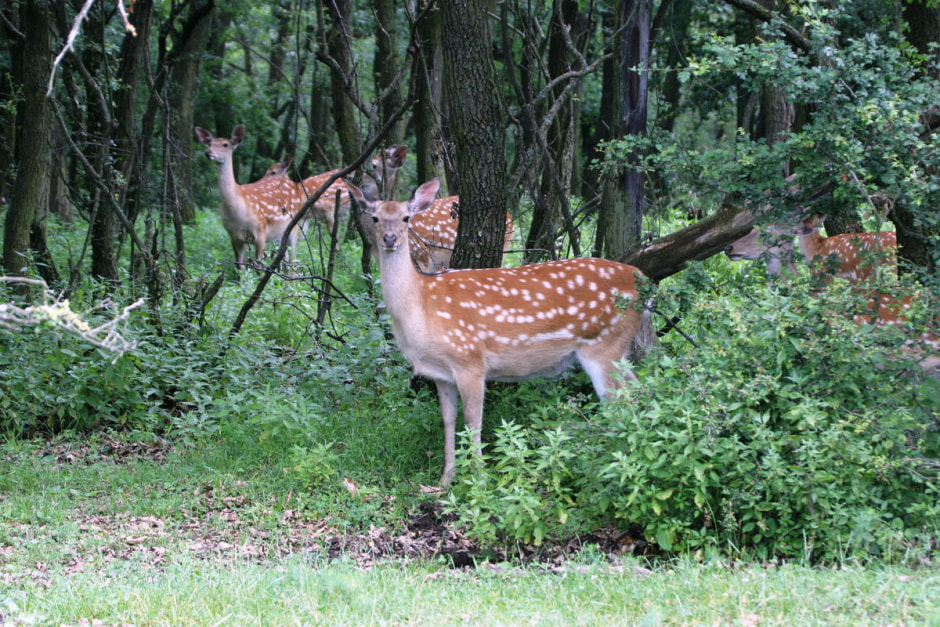 Пятнистые олени