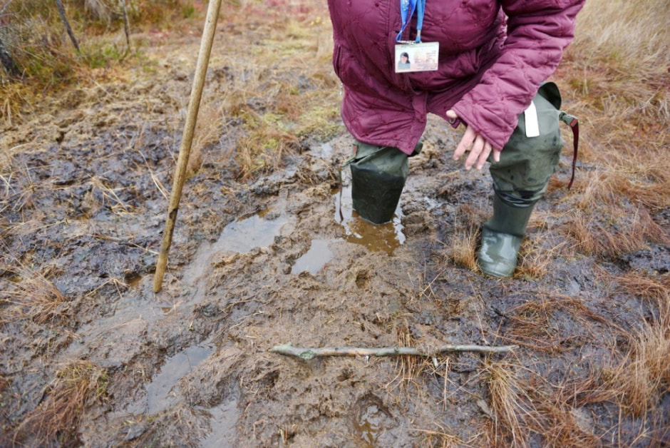 Проводник по болоту Кася 23.jpg