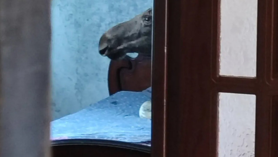 Лось забрался в дом