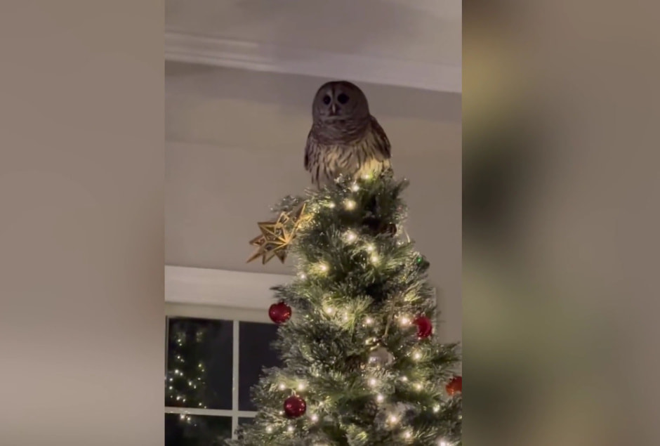 сова на елке.jpg