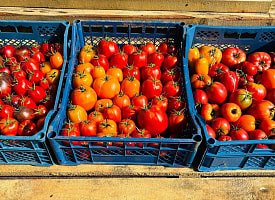 Наценка на помидоры – 209%. В каких 3 областях Беларуси чаще всего завышают цены, рассказал МАРТ
