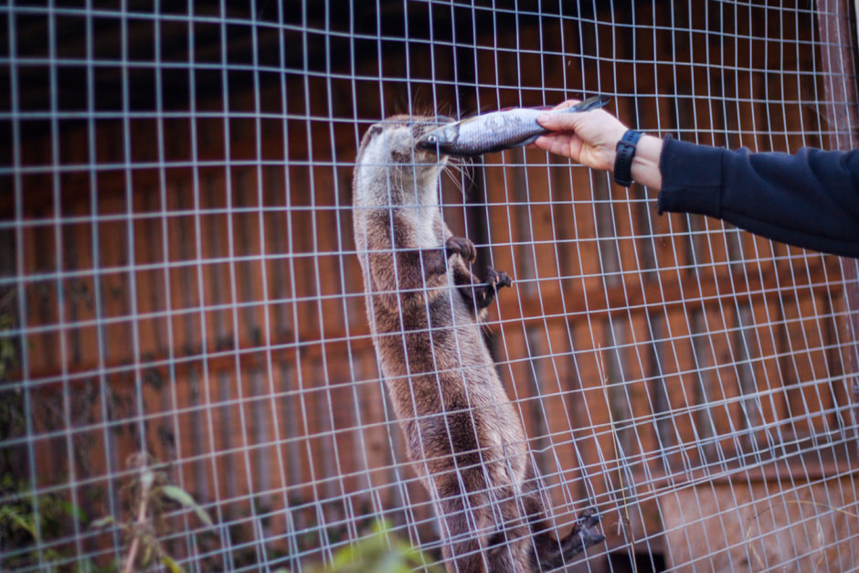 Агроусадьба Сосновый Бор_доп 6.jpg