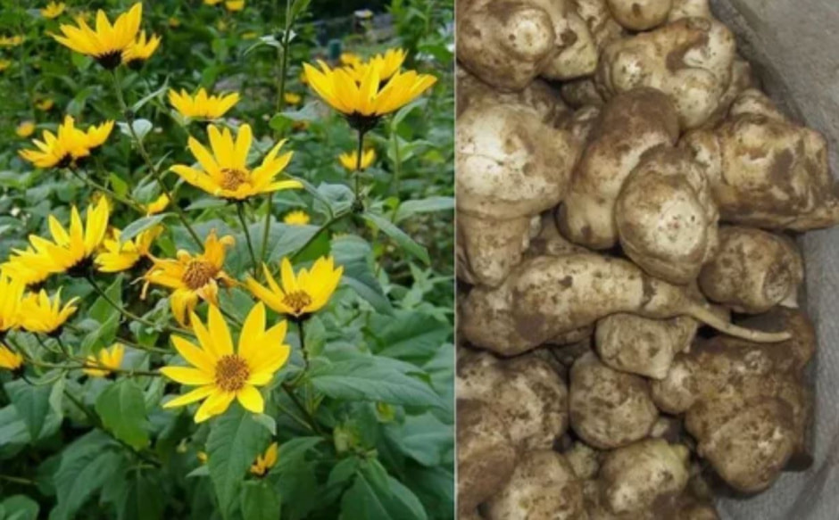 топинамбур