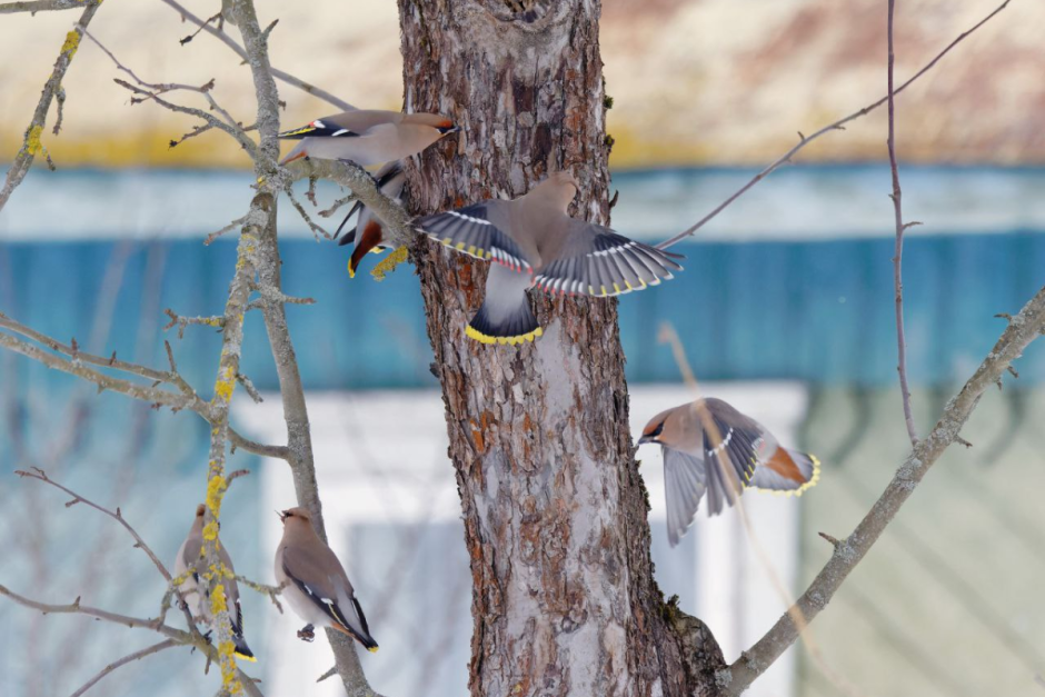 Свиристель 6.png