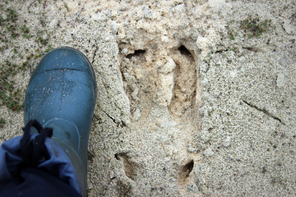 Следы животных 16.jpg