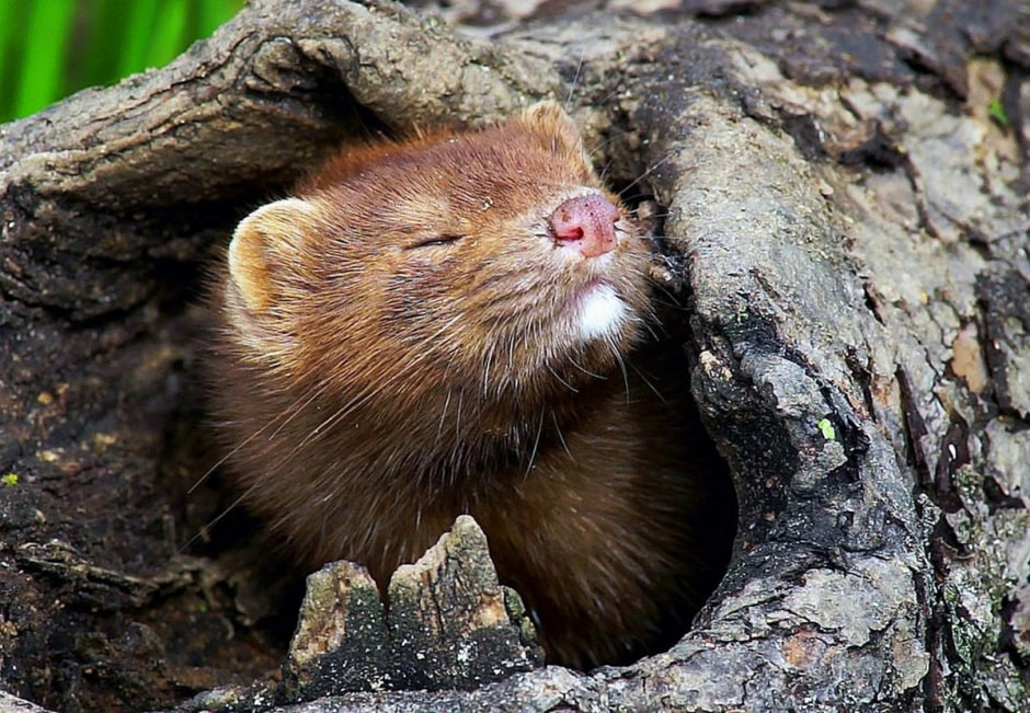 Американская норка 10.jpg