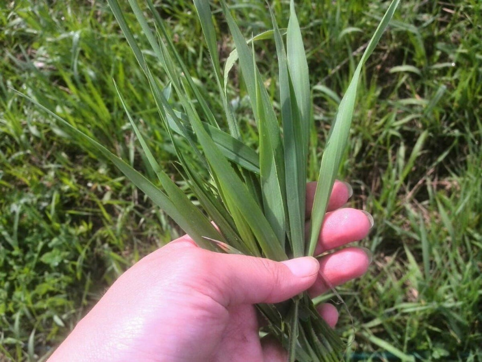 Полезные сорняки 9.jpg